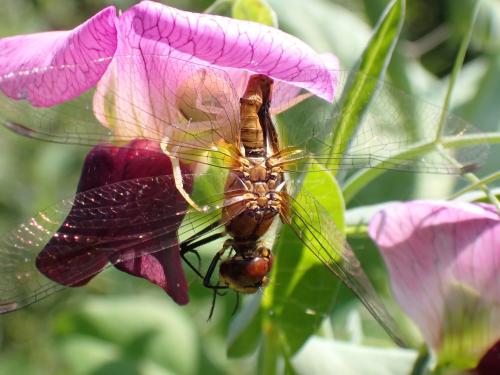 Réf. 324 543 : Sympetrum sanguineum